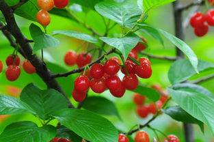 2018河南美農(nóng)富硒櫻桃節(jié)開幕 五一玩轉櫻桃季，品味農(nóng)副土特產(chǎn)品